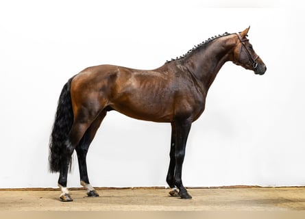 Hannover, Stallone, 5 Anni, 168 cm, Baio scuro