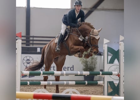 Hannover, Stallone, 5 Anni, 177 cm, Sauro scuro