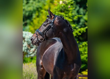 Hannover, Stallone, 8 Anni, 174 cm, Baio scuro