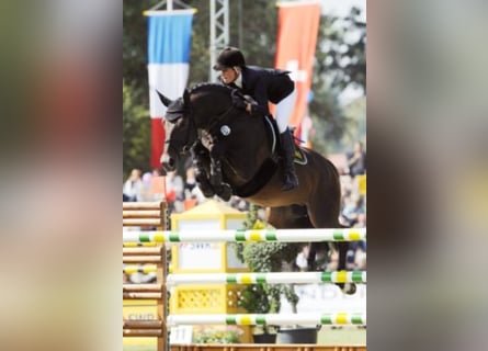 Hannover, Stallone, 33 Anni, 163 cm, Baio scuro