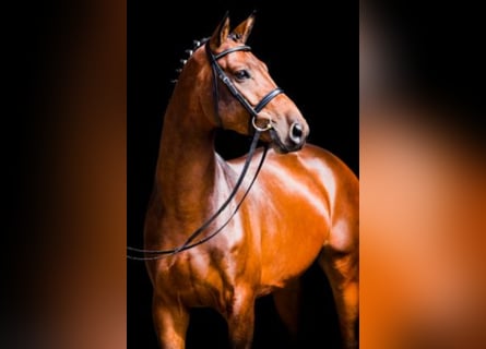 Hannover, Stallone, 12 Anni, 172 cm