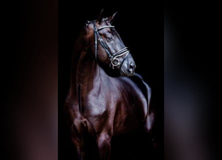 Hannover, Stallone, 10 Anni, 173 cm, Morello