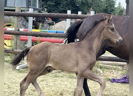 Hannover, Stallone, Puledri (05/2025), 103 cm, Morello