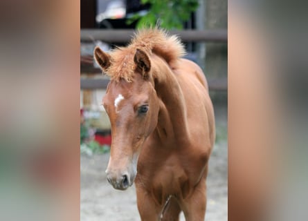 Hannover, Stallone, Puledri (03/2025), 166 cm, Sauro