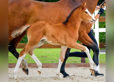 Hannover, Stallone, Puledri (05/2026), 168 cm, Sauro