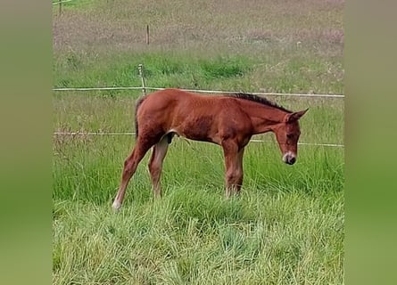 Hannover, Stallone, Puledri
 (04/2024), 170 cm, Baio