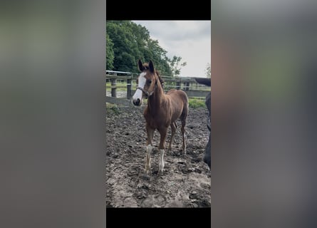 Hannover, Stallone, Puledri (04/2026), 170 cm, Baio