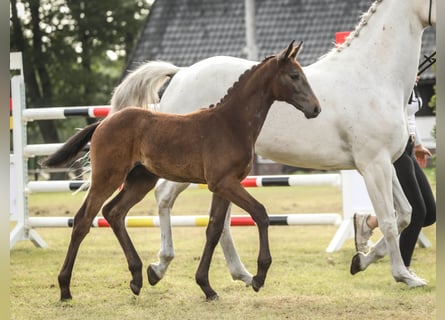 Hannover, Stallone, Puledri (04/2025), 170 cm, Grigio