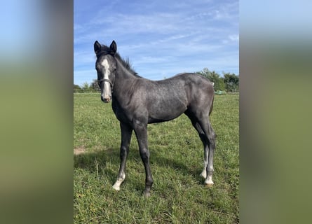 Hannover, Stallone, Puledri (04/2025), 170 cm, Grigio