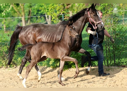 Hannover, Stallone, Puledri (04/2026), 170 cm, Morello