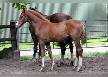 Hannover, Stallone, Puledri (02/2025), 170 cm, Sauro