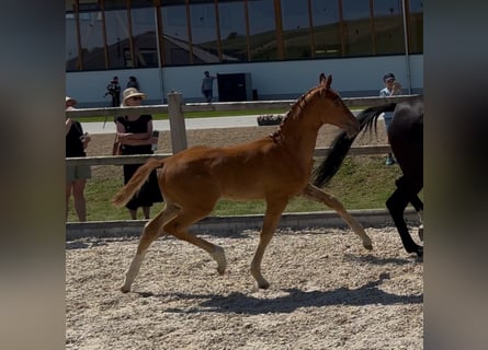 Hannover, Stallone, Puledri (04/2026), 170 cm, Sauro