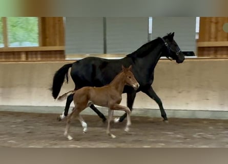 Hannover, Stallone, , 170 cm, Sauro