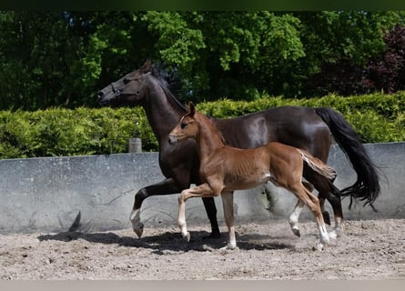 Hannover, Stallone, Puledri
 (04/2023), 170 cm, Sauro