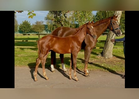 Hannover, Stallone, Puledri (05/2026), 170 cm, Sauro