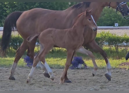 Hannover, Stallone, Puledri (05/2025), 170 cm, Sauro