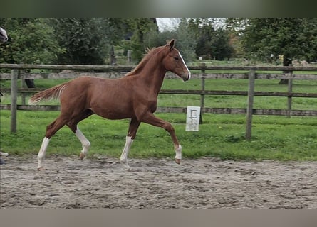 Hannover, Stallone, Puledri (05/2026), 170 cm, Sauro scuro