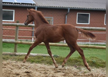 Hannover, Stallone, Puledri (06/2025), 170 cm, Sauro scuro