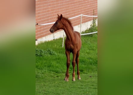 Hannover, Stallone, Puledri (06/2025), 170 cm, Sauro scuro