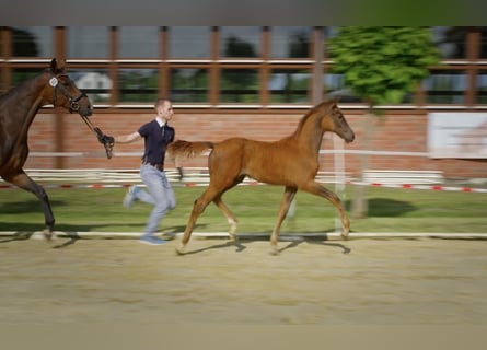 Hannover, Stallone, , 170 cm, Sauro scuro
