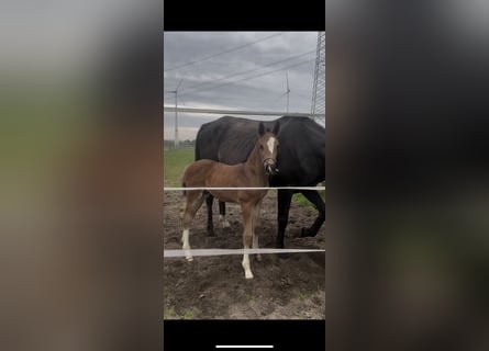Hannover, Stallone, , 171 cm, Può diventare grigio