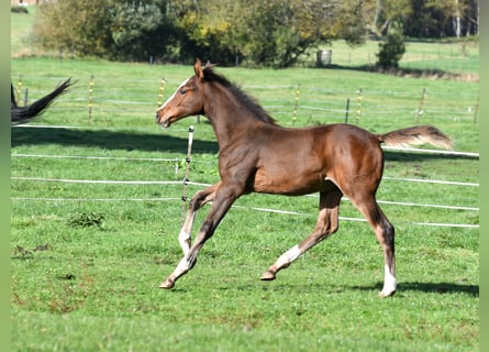 Hannover, Stallone, Puledri (07/2025), 172 cm, Baio