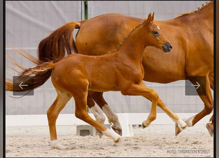 Hannover, Stallone, Puledri
 (05/2024), 172 cm, Sauro