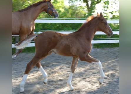 Hannover, Stallone, Puledri (03/2026), 173 cm, Sauro