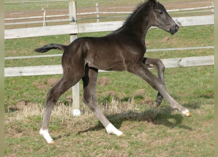 Hannover, Stallone, Puledri (03/2026), 175 cm, Morello