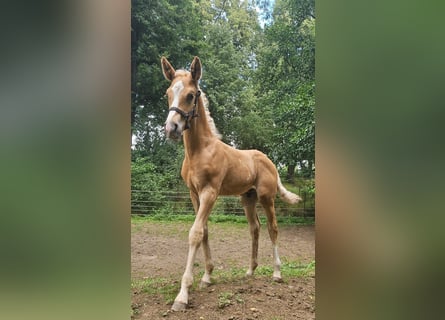Hannover, Stallone, Puledri (06/2025), Palomino