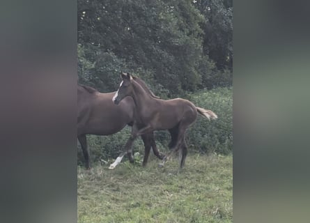 Hannover, Stallone, Puledri (05/2026), Sauro scuro