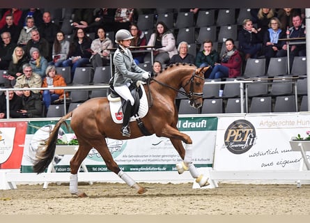 Hannover, Stallone, 6 Anni, 172 cm, Sauro
