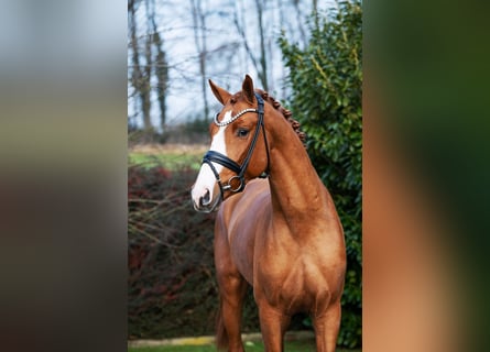 Hannover, Stallone, 3 Anni, 169 cm, Sauro
