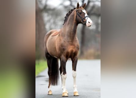 Hannover, Stallone, 21 Anni, 170 cm, Sauro scuro