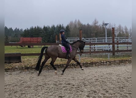 Hannoveraan, Hengst, 10 Jaar, 172 cm, Zwartbruin