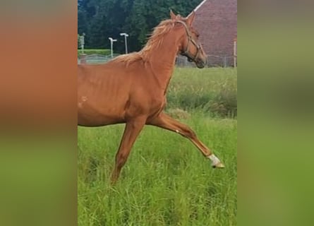 Hannoveraan, Hengst, 1 Jaar, 140 cm, Vos
