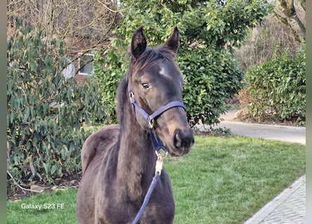 Hannoveraan, Hengst, 1 Jaar, 143 cm, Donkerbruin