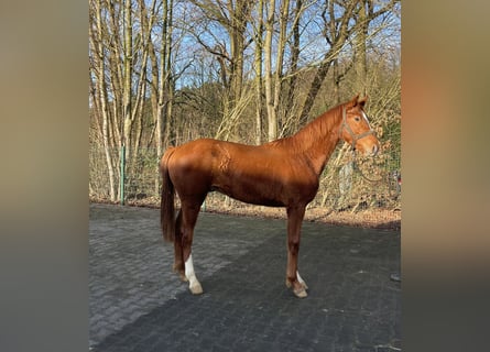 Hannoveraan, Hengst, 1 Jaar, 160 cm, Vos