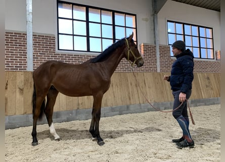 Hannoveraan, Hengst, 1 Jaar, 162 cm, Bruin