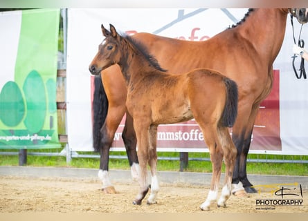 Hannoveraan, Hengst, 1 Jaar, 163 cm, Bruin