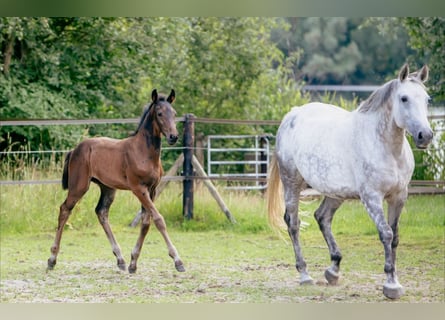 Hannoveraan, Hengst, 1 Jaar, 168 cm, Bruin