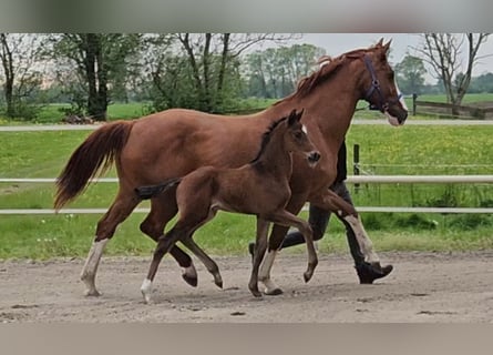 Hannoveraan, Hengst, 1 Jaar, 169 cm, Bruin