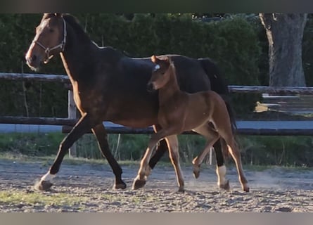 Hannoveraan, Hengst, 1 Jaar, 169 cm, Bruin