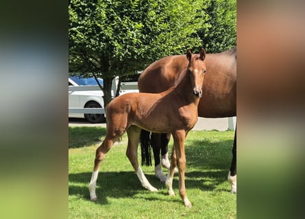 Hannoveraan, Hengst, 1 Jaar, 169 cm, Donkere-vos