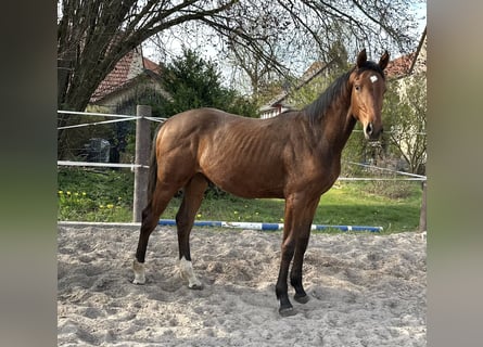 Hannoveraan, Hengst, 1 Jaar, 170 cm, Bruin