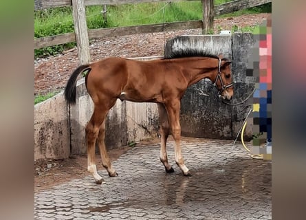 Hannoveraan, Hengst, 1 Jaar, 170 cm, Bruin