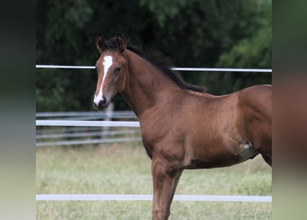Hannoveraan, Hengst, 1 Jaar, 170 cm, Donkerbruin