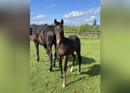 Hannoveraan, Hengst, 1 Jaar, 170 cm, Donkerbruin