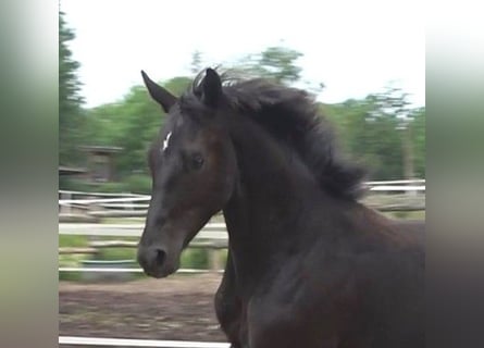 Hannoveraan, Hengst, 1 Jaar, 170 cm, Zwart