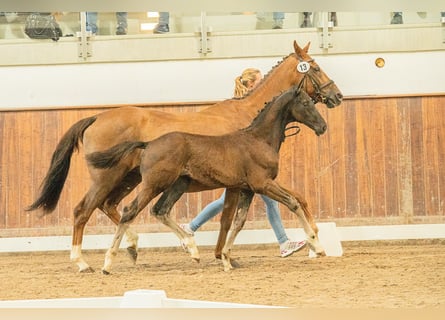 Hannoveraan, Hengst, 1 Jaar, 172 cm, Zwart
